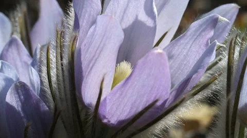 Macro close-up of a pale purlple colored prairie crocus wildflower moving as Stock Footage 310690655