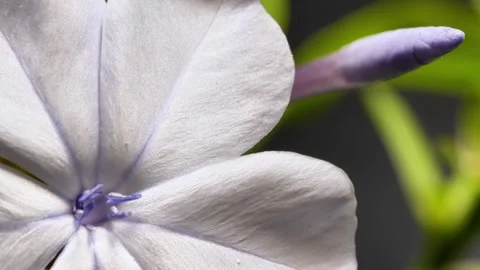 Macro Close-Up of Pale Purple Plumbago Flower Видео 341623826