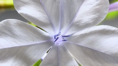 Macro Close-Up of Pale Purple Plumbago Flower Видео 341623828
