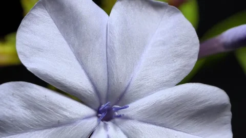 Macro Close-Up of Pale Purple Plumbago Flower 库存影片 341623839