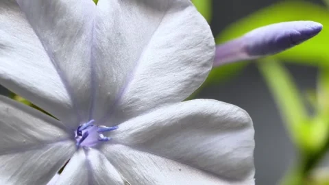 Macro Close-Up of Pale Purple Plumbago Flower 库存影片 341623844