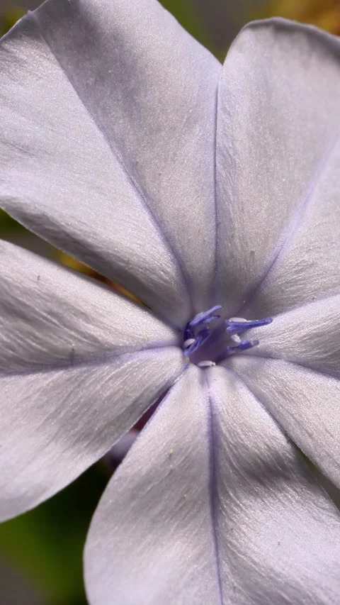 Macro Close-Up of Pale Purple Plumbago Flower Stock-Footage 341623859