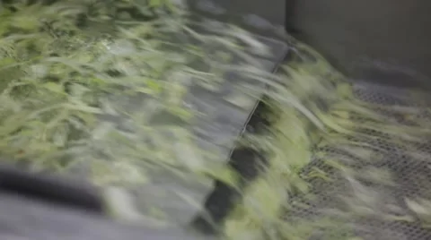 A macro close up pan and tilt shot of lettuce processing Stock Footage 60765996