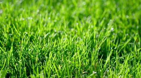 Macro close up panning right across wet grass 4K Stock Footage 49854164