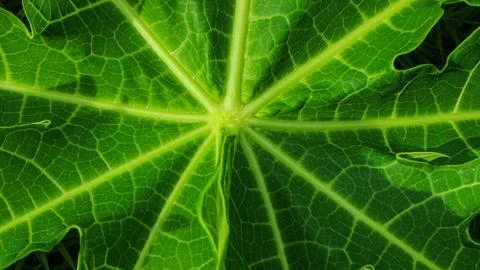 Macro close-up of papaya leaf, texture color abstract art form. Stock Photos