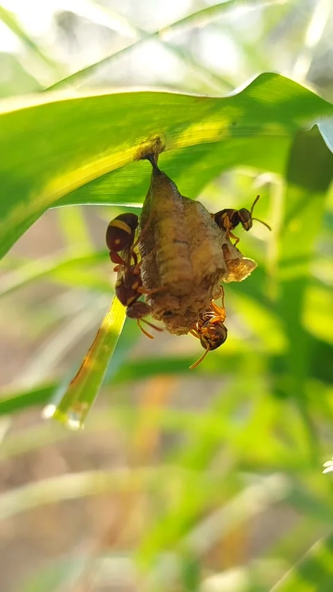 Macro Close-Up of Paper Wasps (Polistes) Constructing Nest on Maize Leaf Vidéo 319340680