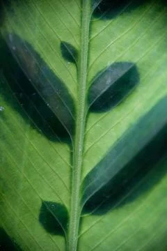 Macro close-up of patterned Calathea leaf vein texture Stock Photos