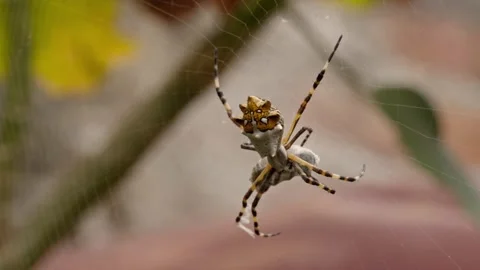 Macro Close Up of Patterned Spider Hanging on Web With Striped Legs Stock Footage 346293701