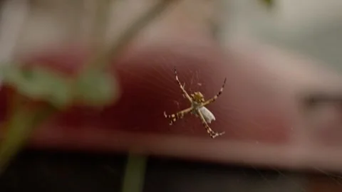 Macro Close Up of Patterned Spider Suspended on Web Against Blurred Background Stock Footage 346293790