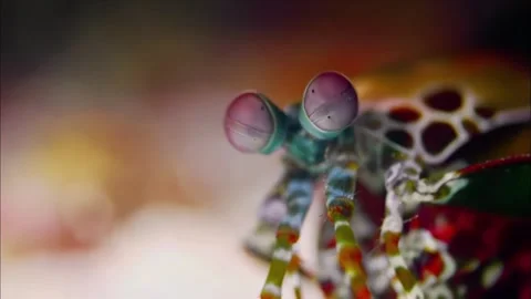 Macro Close Up of Peacock Mantis Shrimp Eye, Marine Wildlife, 4K Video stock 339754152