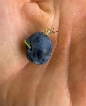 Macro close up photo of a tiny snail sitting on a fresh blueberry placed in t Foto stock
