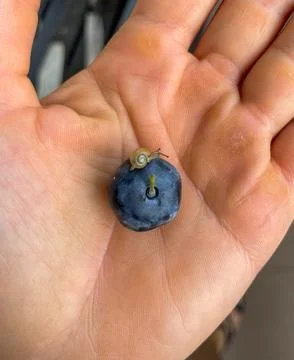 Macro close up photo of a tiny snail sitting on a fresh blueberry placed in t Foto stock