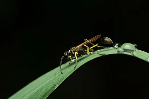 A macro close-up photograph of a paper wasp resting on a curved green leaf de Stock Photos