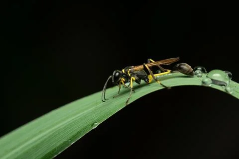 A macro close-up photograph of a paper wasp resting on a curved green leaf de Stock Photos
