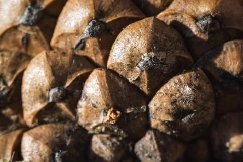Macro close-up of a pine cone showing intricate texture Foto stock