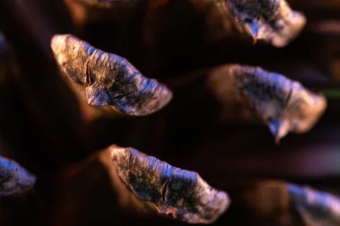 Macro Close-Up of Pinecone Scales with Warm Lighting – Nature Photography Stock Photos