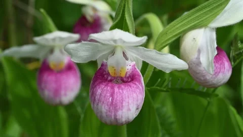 Macro close-up of pink and white Showy Lady’s Slipper wildflowers moving  Stock Footage 312075124