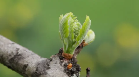 Macro close-up pink apple tree buds on leafy branch Stock Footage 38829309