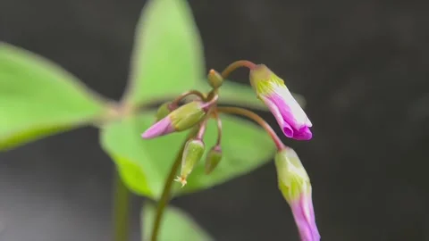 Macro close up of pink flower buds on stem Stock-Footage 346560352