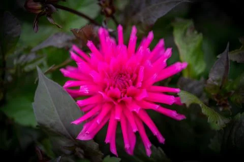 Macro close up pink flower Stock Photos