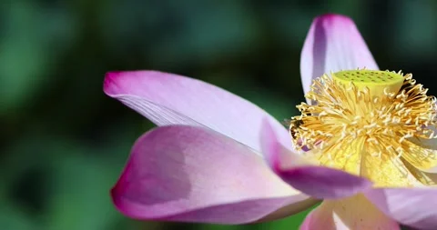 Macro close-up of a pink lotus flower with golden stamens as a bee Stock Footage 337959109