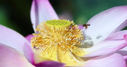 Macro close-up of a pink lotus flower with golden stamens as a bee collects.. Stock Footage 338371864