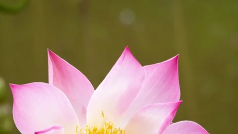 Macro Close Up Of Pink Lotus Petals Over Water Background Stock-Footage 337237396
