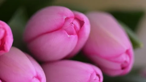 Macro close-up of pink tulips bouquet, blooming flowers with soft pastel hues. Stock Footage 304620176