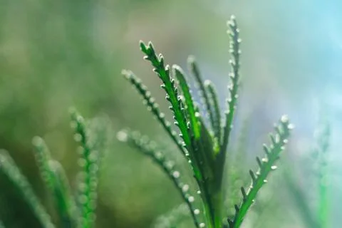 Macro close-up of plant 写真素材