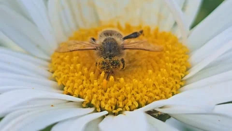 Macro Close-Up of Pollen-Covered Honey Bee Resting on Daisy Stock Footage 340601771