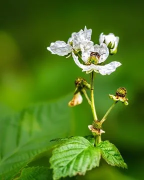 Macro close-up of a pollinating insect collecting nectar on delicate white .. 스톡 사진