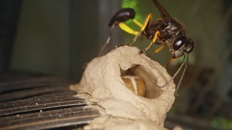 Macro Close Up of Potter Wasp Sealing Mud Nest Entrance With Larva Cocoon Inside Stock Footage 335238419