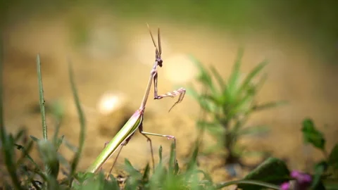 Macro close-up of a pray mantis in nature. Stock Footage 318079823