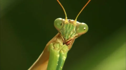Macro Close Up of Praying Mantis Face, Detailed Insect Eyes, 4K b-roll Stock Footage 340695885