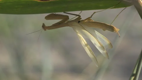 Macro Close Up of Praying Mantis Hanging Beneath Reed Leaf Stock Footage 340464908