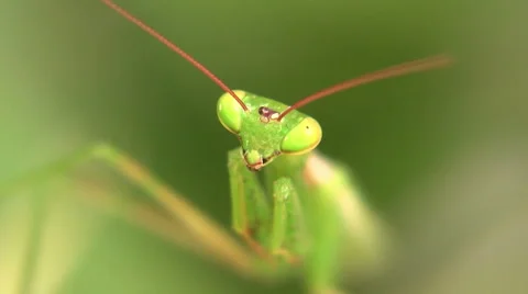 Macro Close up of a Praying Mantis on a leaf. Video stock 45157789
