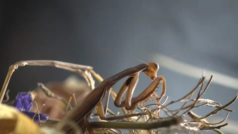 Macro Close Up of Praying Mantis Resting Among Dry Wild Plants Stock Footage 340464770