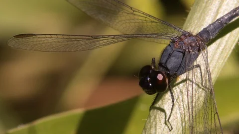 Macro close-up profile shot of blue dragonfly twitching its head to right before 스톡 동영상 108034690