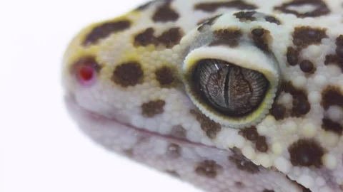 Macro close-up profile side view of a leopard gecko reptile face and eye Stock Footage 98594433