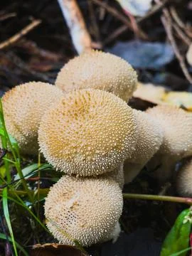 Macro close-up of puffball mushroom texture – LYCOPERDON PERLATUM Foto stock