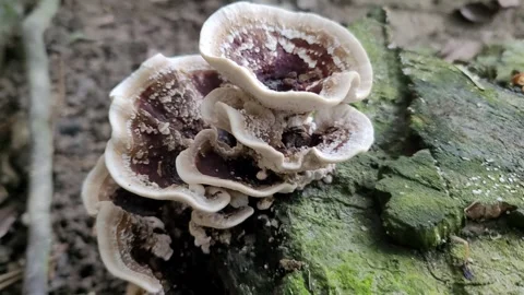 Macro Close-Up of Purple and White Shelf Mushrooms on Decaying Wood 库存影片 338395668