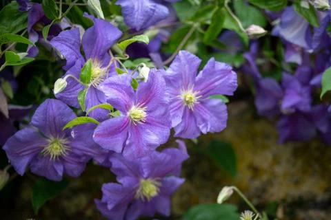 Macro close up of purple flowers Stock Photos