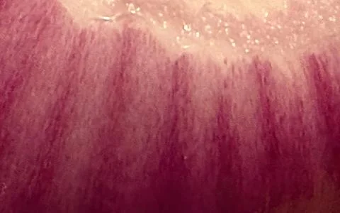 Macro close up of purple onion layers and texture with soft light Stock Photos