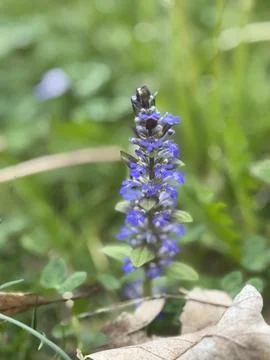 Macro Close-Up of Purple Wild Violet Flower in Spring Meadow. Stock Photos