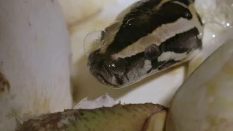 Macro close up of python snake being born Stock Footage 155173457