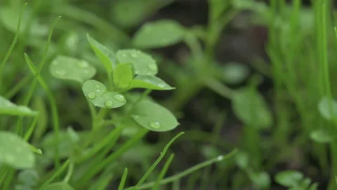 Macro Close Up Rain Drops Or Dew On Grass Stock Footage 152112255