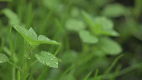 Macro Close Up Rain Drops Or Dew On Grass Stock Footage 152112308