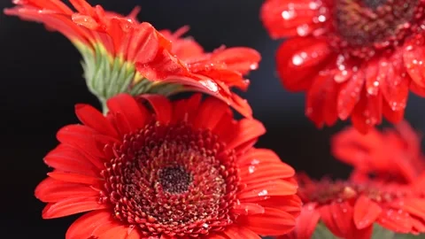 Macro close-up of rain drops slowly dripping from red gerbera flower petals.. Stock Footage 317376238
