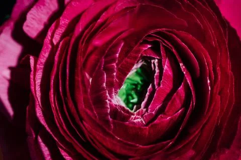 Macro Close up of a Ranunculus. Daylight in a flower shop. Stock Photos