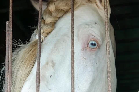 Macro close up of rare blue eye of white palomino horse with braided mane l.. Stock Photos